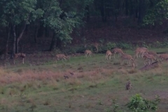 Banda-SafariS01-041