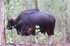 Kanha Earth Safari-13-06-16-006