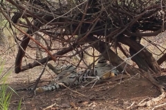 BandySafari03g-060