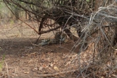 BandySafari03g-105