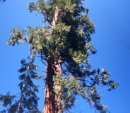 BakersSequoias0073