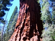 BakersSequoias0109