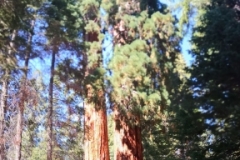 BakersSequoias0121