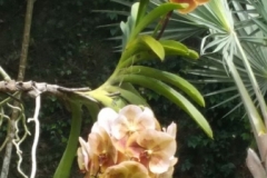 Bali Orchid Zoo01