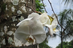 Bali Orchid Zoo02