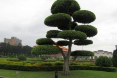 CKSGardens (1)