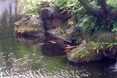 CKSGardens (10)