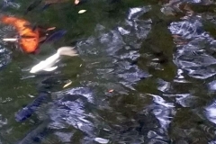 CKSGardens (19)
