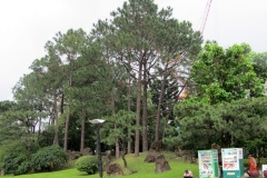 CKSGardens (3)