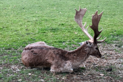 410-189-Deer-Farm-near-Bright-Vic-1