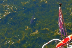 553-306-Huge-carp-below-our-balcony