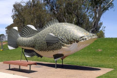 592-475-Murray-Cod-Deniliquin