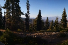 GiantSequoias-000499