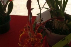 OrchidShowGurney2016 - 019