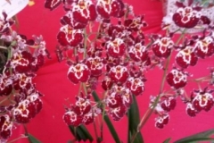 OrchidShowGurney2016 - 039