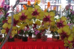 OrchidShowGurney2016 - 063