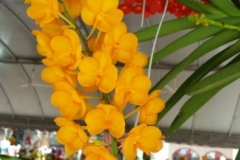 Orchidshow Gurney - 010