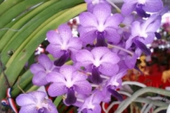 Orchidshow Gurney - 016