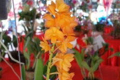 Orchidshow Gurney - 018