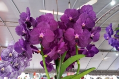 Orchidshow Gurney - 020