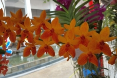 Orchidshow Gurney - 028