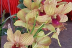 Orchidshow Gurney - 036