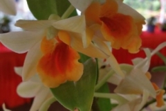 Orchidshow Gurney - 046