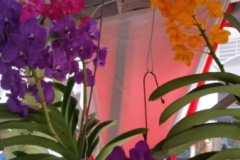 Orchidshow Gurney - 048