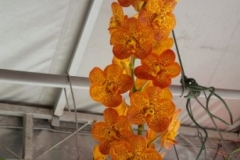 Orchidshow Gurney - 052