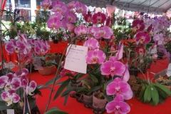 Orchidshow Gurney - 058