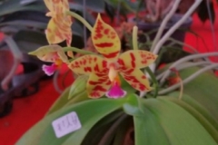 Orchidshow Gurney - 060