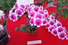 Orchidshow Gurney - 068