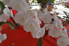 Orchidshow Gurney - 076