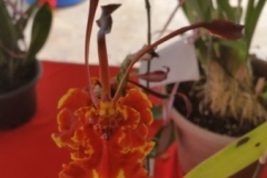 Orchidshow Gurney - 078