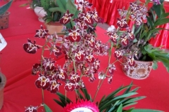 Orchidshow Gurney - 086