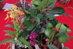 Orchidshow Gurney - 092