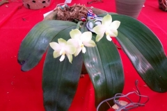 Orchidshow Gurney - 104