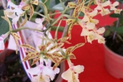 Orchidshow Gurney - 110