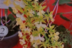 Orchidshow Gurney - 112