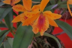 Orchidshow Gurney - 114