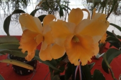 Orchidshow Gurney - 116