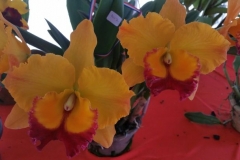 Orchidshow Gurney - 118