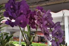 Orchidshow Gurney - 122