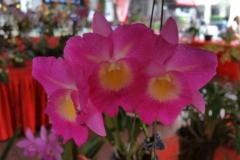 Orchidshow Gurney - 128