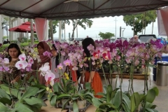 Orchidshow Gurney - 138