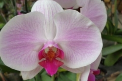 Orchidshow Gurney - 144