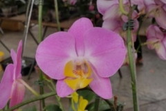 Orchidshow Gurney - 146