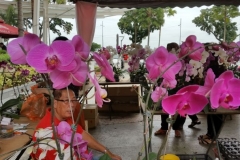 Orchidshow Gurney - 148