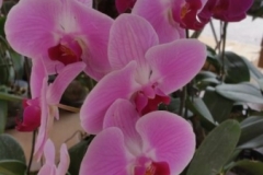 Orchidshow Gurney - 154