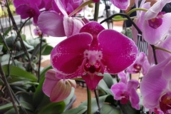 Orchidshow Gurney - 160